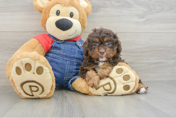 Cavapoo Puppy for Adoption