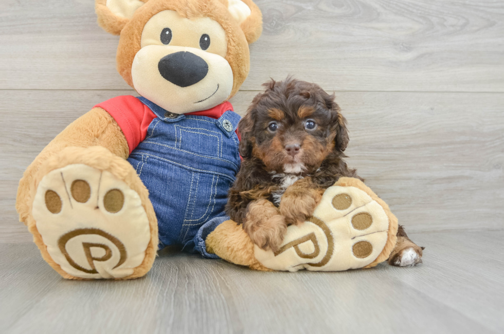 7 week old Cavapoo Puppy For Sale - Windy City Pups