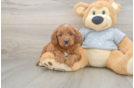 Happy Cavapoo Baby