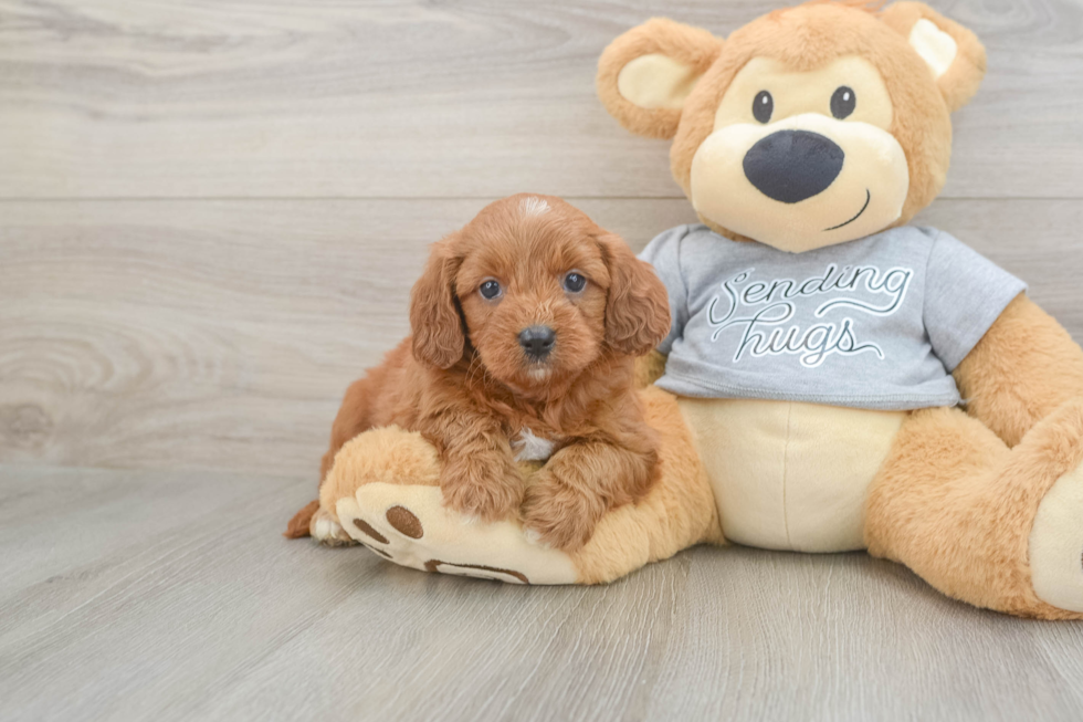 Happy Cavapoo Baby
