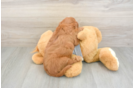 Cavapoo Puppy for Adoption