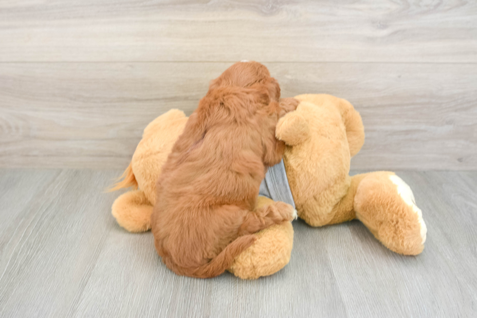Cavapoo Puppy for Adoption