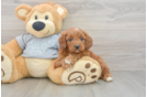 Sweet Cavapoo Baby
