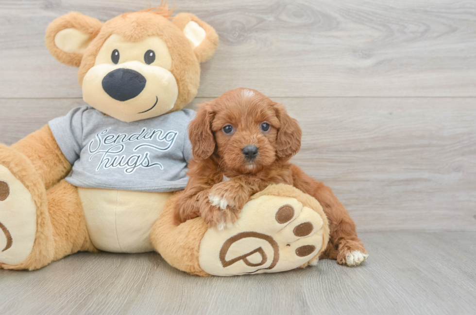 5 week old Cavapoo Puppy For Sale - Windy City Pups