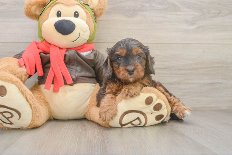 Cavapoo Pup Being Cute