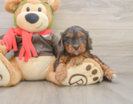 7 week old Cavapoo Puppy For Sale - Windy City Pups