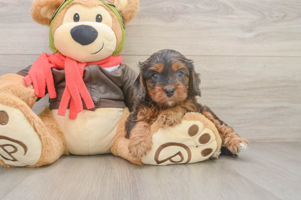 5 week old Cavapoo Puppy For Sale - Windy City Pups