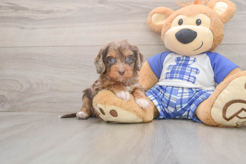 Meet Galena - our Cavapoo Puppy Photo  1/3 - Windy City Pups Best Cavapoo Baby