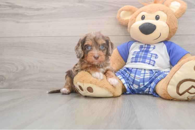 Meet Galena - our Cavapoo Puppy Photo  1/3 - Windy City Pups Best Cavapoo Baby