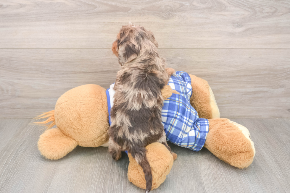 Meet Galena - our Cavapoo Puppy Photo  3/3 - Windy City Pups Cavapoo Puppy for Adoption