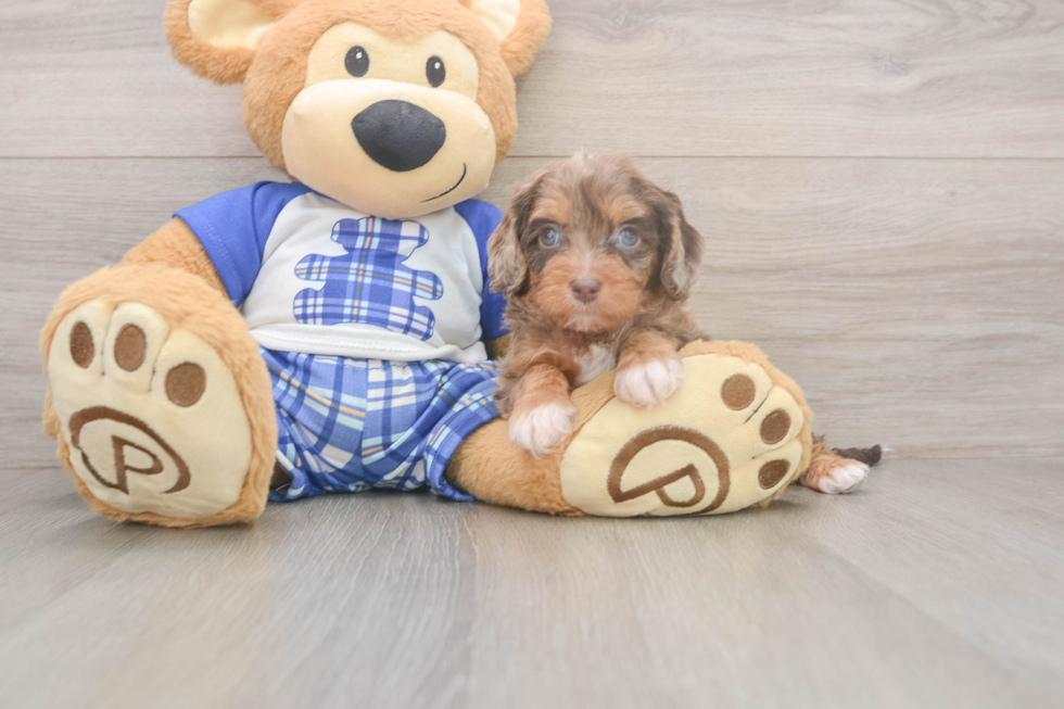 Meet Galena - our Cavapoo Puppy Photo  2/3 - Windy City Pups Cavapoo Pup Being Cute