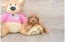 Cavapoo Puppy for Adoption
