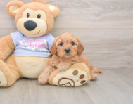 7 week old Cavapoo Puppy For Sale - Windy City Pups