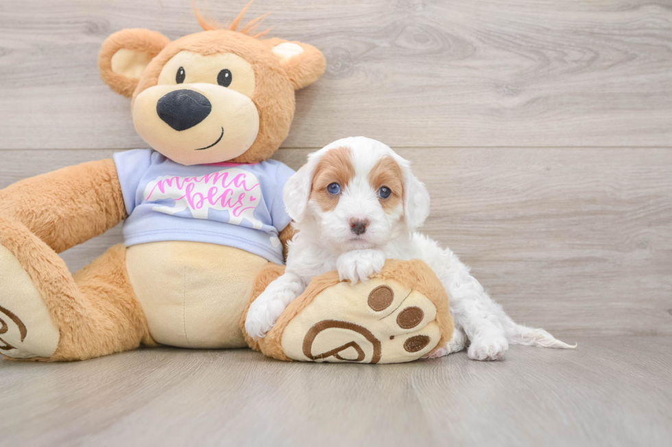 Cavapoo Pup Being Cute