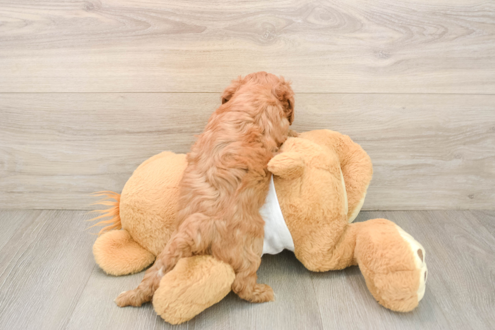 Best Cavapoo Baby