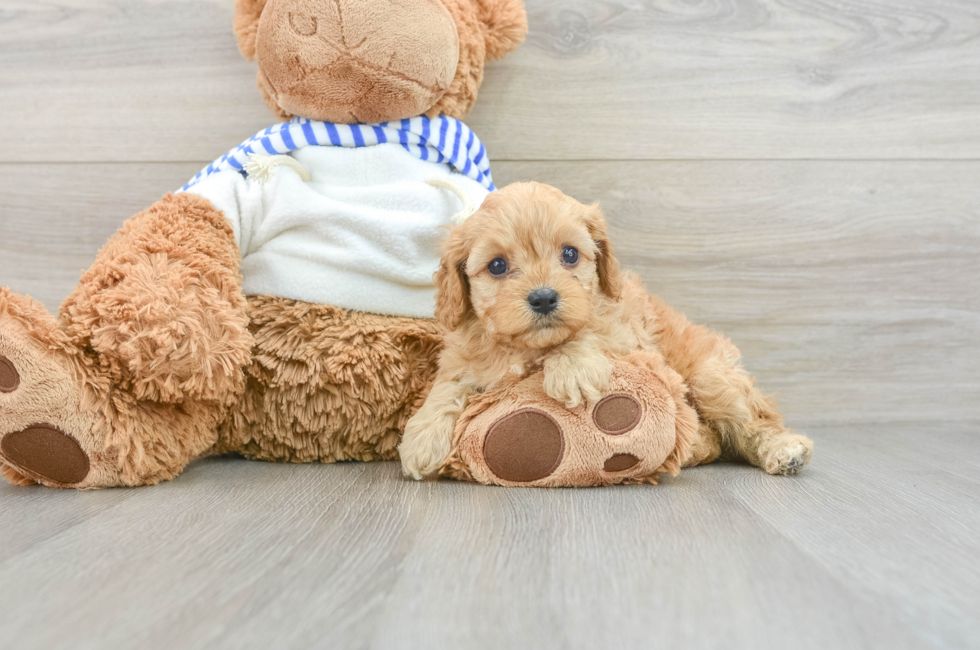 6 week old Cavapoo Puppy For Sale - Windy City Pups