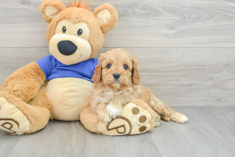 Cavapoo Puppy for Adoption