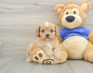 7 week old Cavapoo Puppy For Sale - Windy City Pups