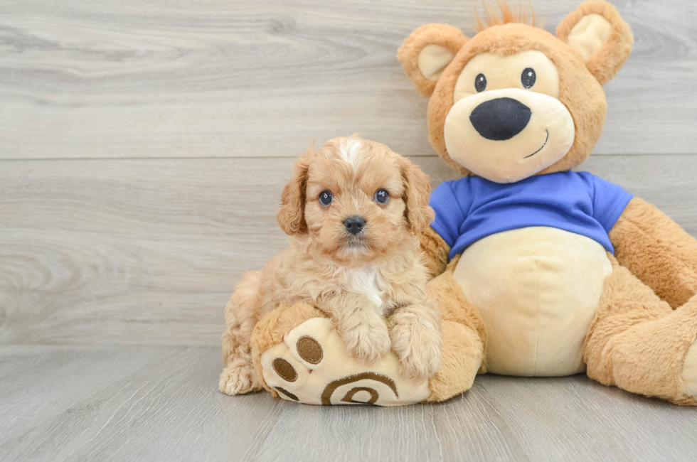 6 week old Cavapoo Puppy For Sale - Windy City Pups