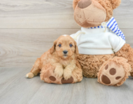 8 week old Cavapoo Puppy For Sale - Windy City Pups