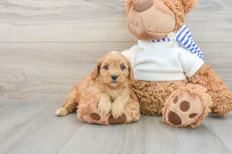 6 week old Cavapoo Puppy For Sale - Windy City Pups