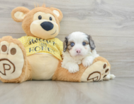 6 week old Cavapoo Puppy For Sale - Windy City Pups