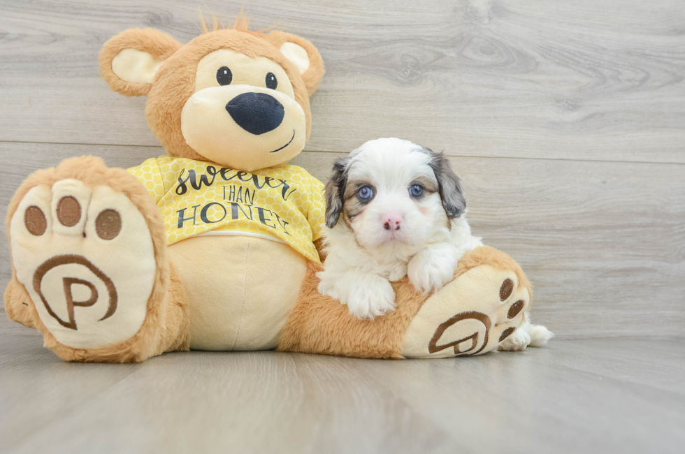 6 week old Cavapoo Puppy For Sale - Windy City Pups