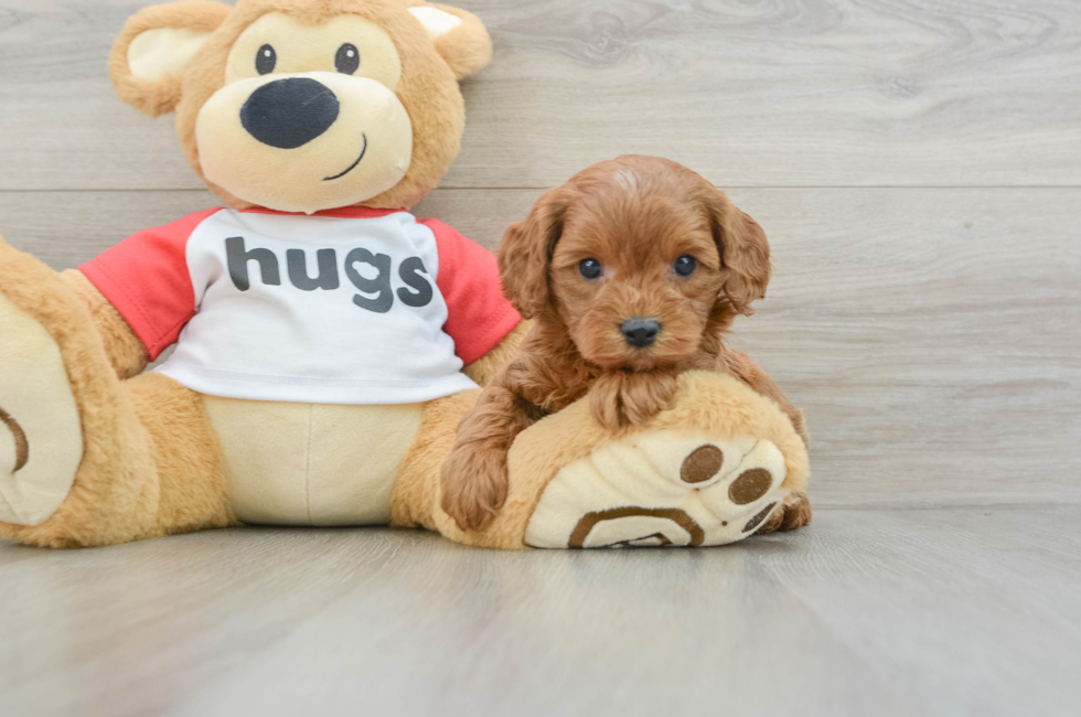 5 week old Cavapoo Puppy For Sale - Windy City Pups