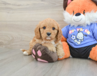 8 week old Cavapoo Puppy For Sale - Windy City Pups