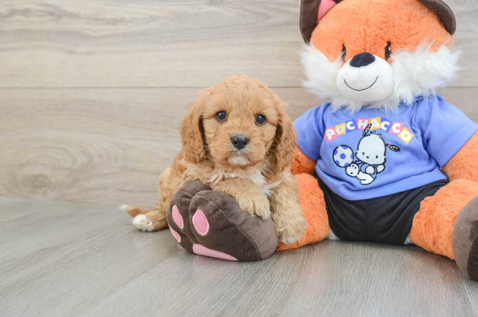 8 week old Cavapoo Puppy For Sale - Windy City Pups