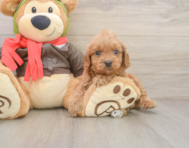7 week old Cavapoo Puppy For Sale - Windy City Pups