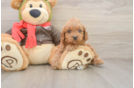 Cavapoo Puppy for Adoption