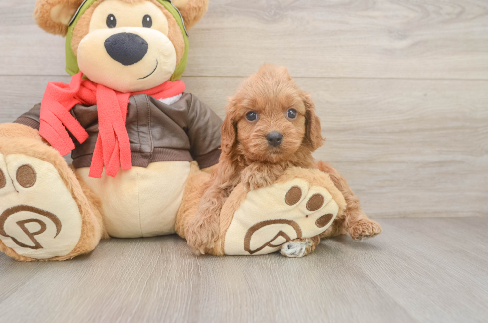 5 week old Cavapoo Puppy For Sale - Windy City Pups