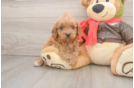 Best Cavapoo Baby