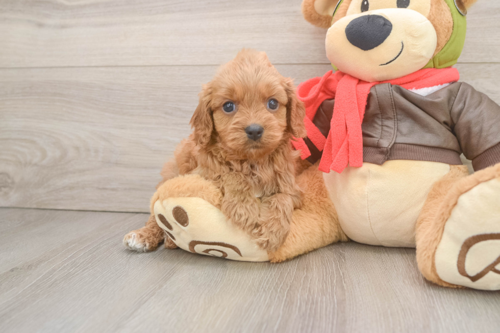 Best Cavapoo Baby