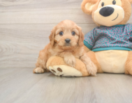 9 week old Cavapoo Puppy For Sale - Windy City Pups