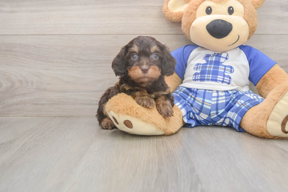 Meet Garth - our Cavapoo Puppy Photo  1/3 - Windy City Pups Best Cavapoo Baby