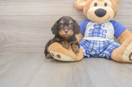5 week old Cavapoo Puppy For Sale - Windy City Pups Best Cavapoo Baby