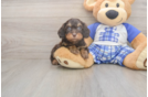 Meet Garth - our Cavapoo Puppy Photo  1/3 - Windy City Pups Best Cavapoo Baby