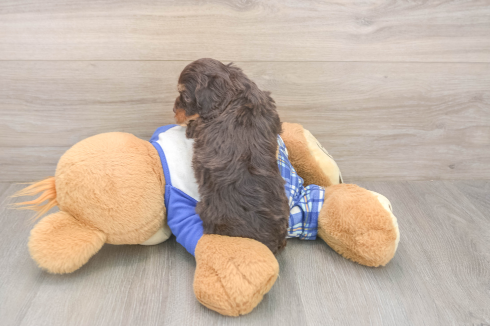 Meet Garth - our Cavapoo Puppy Photo  3/3 - Windy City Pups Cavapoo Puppy for Adoption