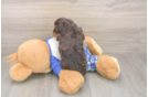 Meet Garth - our Cavapoo Puppy Photo  3/3 - Windy City Pups Cavapoo Puppy for Adoption