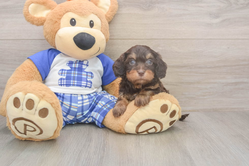 Meet Garth - our Cavapoo Puppy Photo  2/3 - Windy City Pups Petite Cavapoo Poodle Mix Pup