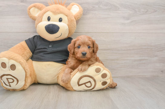 Smart Cavapoo Poodle Mix Pup