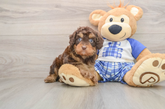 Adorable Cavalier King Charles Spaniel and Poodle Mix Poodle Mix Puppy