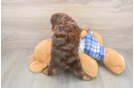 Cavapoo Puppy for Adoption