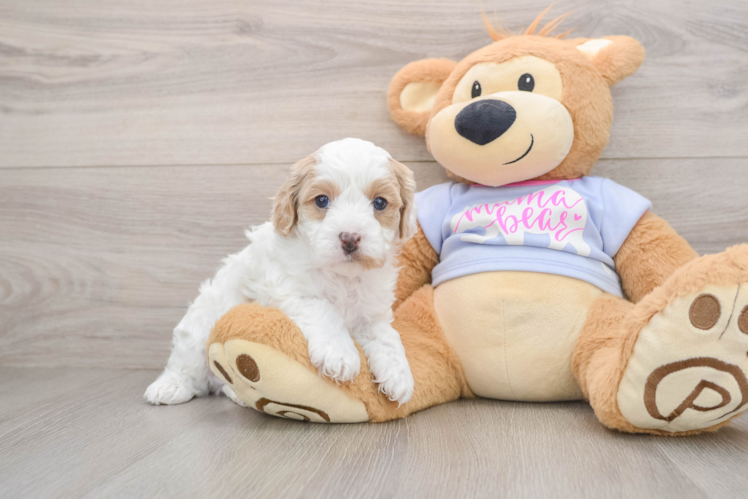Cavapoo Puppy for Adoption