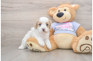 Cavapoo Puppy for Adoption