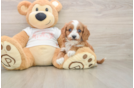 Friendly Cavapoo Baby