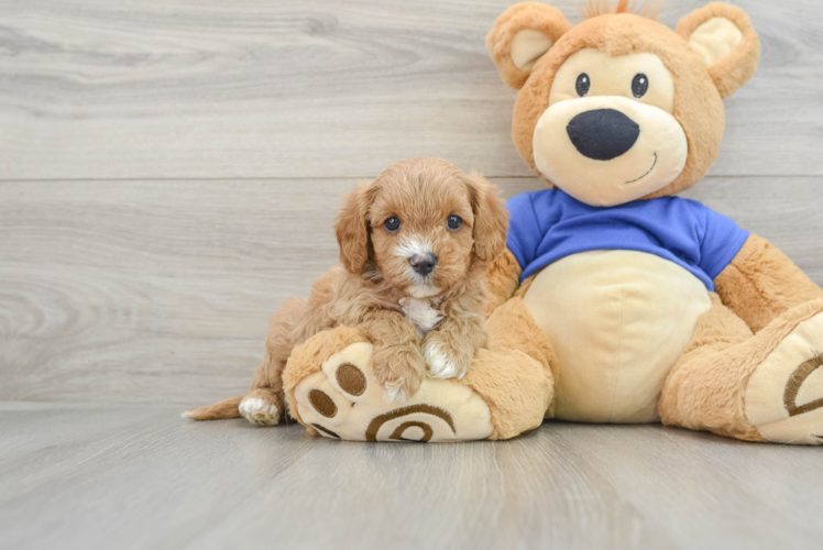 Cavapoo Puppy for Adoption