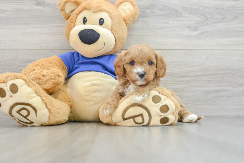 Energetic Cavoodle Poodle Mix Puppy